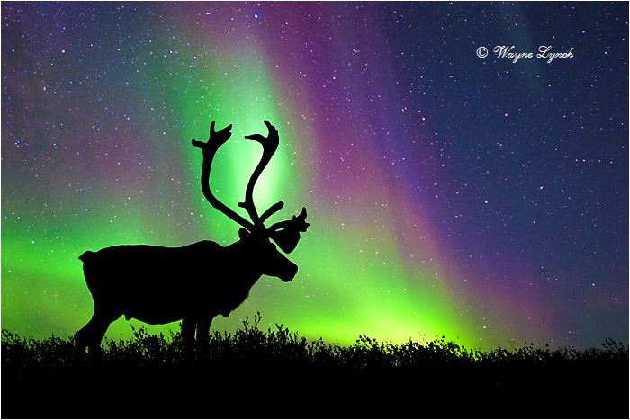 Caribou Bull & the Northern Lights 104 by Dr. Wayne Lynch &copy;